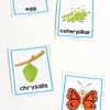 Preschool Spring Centers. Butterfly Life Cycle Cards
