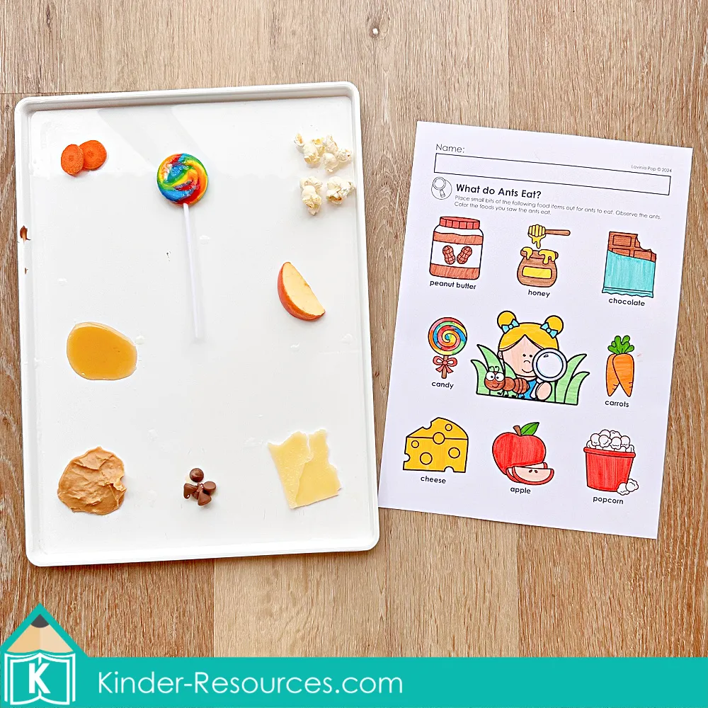 FREE Activity What do Ants Eat