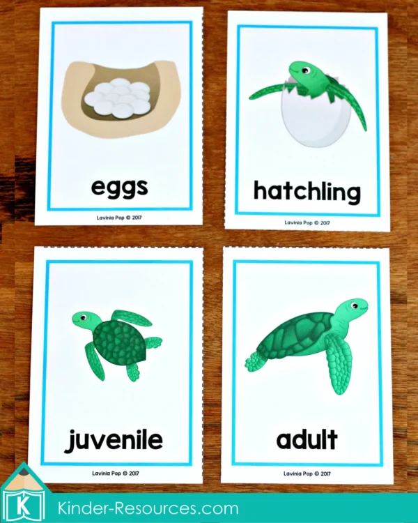 Ocean Preschool Center Activities. Tortoise Life Cycle