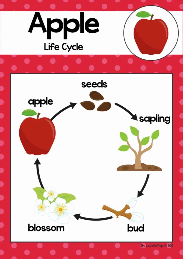 Apple Life Cycle Printable Posters Books Worksheets