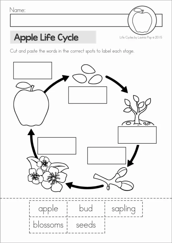 Apple Life Cycle Printable Posters Books Worksheets