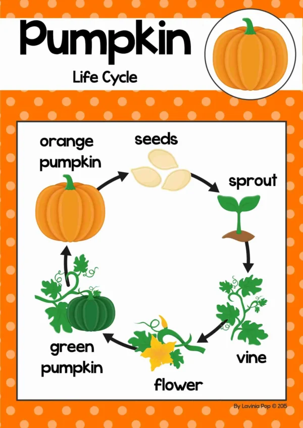 Pumpkin Life Cycle Printable Posters, Books, Worksheets | Pumpkin Life Cycle Poster