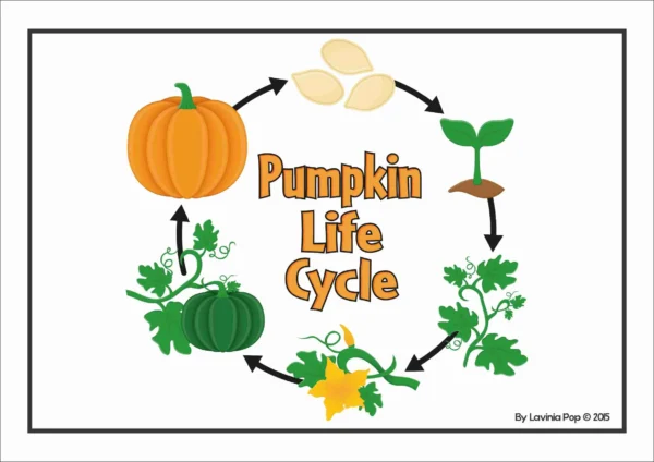 Pumpkin Life Cycle Printable Posters, Books, Worksheets | Book