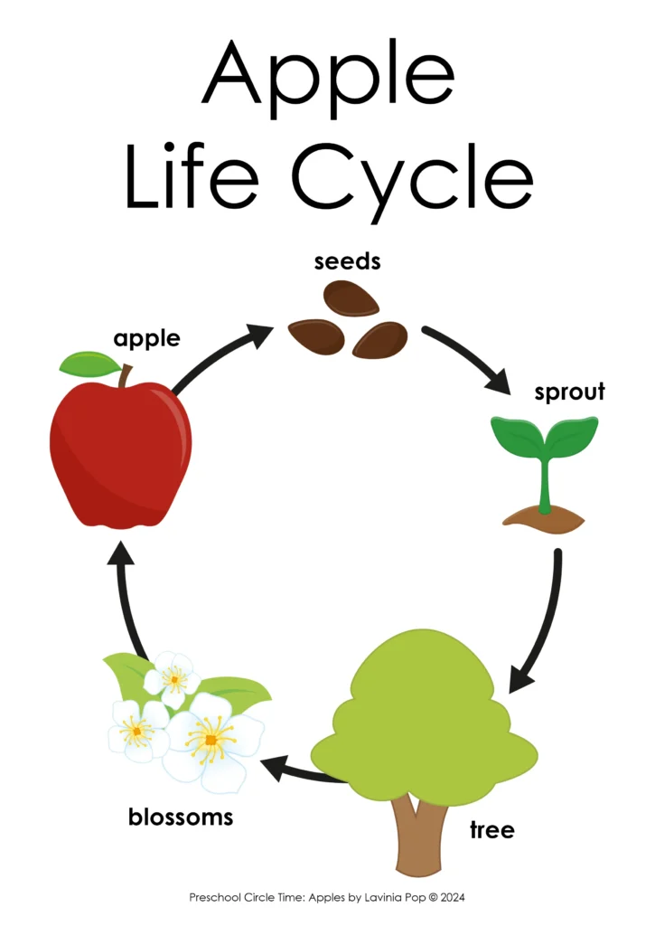 Preschool Circle Time Apples Printables and Activities | Apple Life Cycle Poster