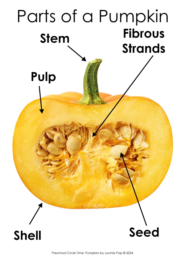 Printable pumpkin parts poster showing stem, pulp, shell, fibrous strands, and seeds for preschool circle time and science lessons