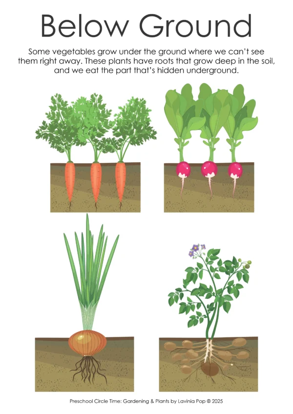 Gardening and Plants Preschool Unit | Circle Time Printables and Activities | Pre-K | Day Care | Homeschool Currciuclum | Vegetables the Ground Bleow Ground Preschool Poster
