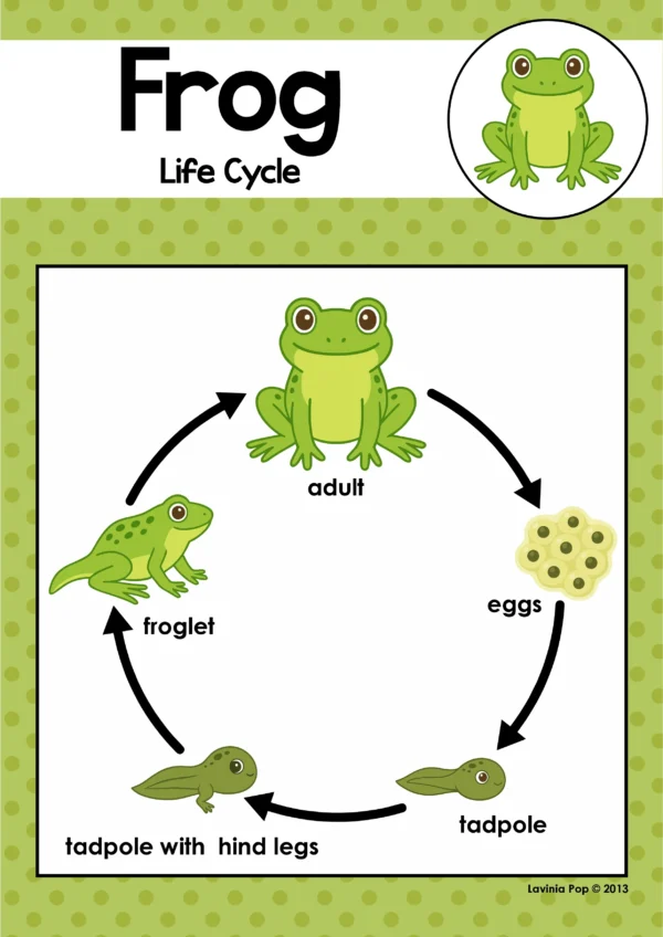 Frog Life Cycle Activities for Kindergarten | Cut and Paste Science Worksheets, Posters & Mini Book