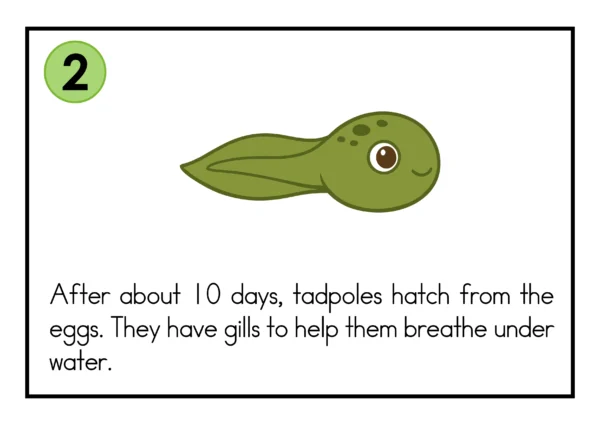 Frog Life Cycle Activities for Kindergarten | Cut and Paste Science Worksheets, Posters & Mini Book