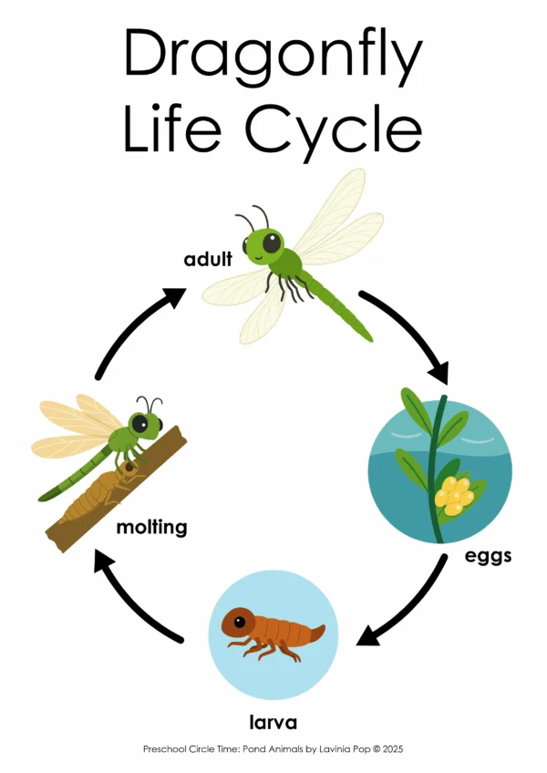 Pond Theme Preschool Unit | Circle Time Printables and Activities | Pre-K | Day Care | Homeschool Currciulum | Dragonfly Life Cycle Printable Poster