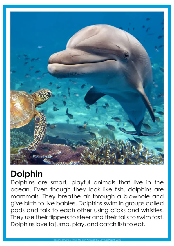 Ocean Animals Preschool Circle Time Plan: Dolphin Real Photo Poster | Use this nonfiction photo poster to introduce dolphins and spark discussion about ocean mammals.