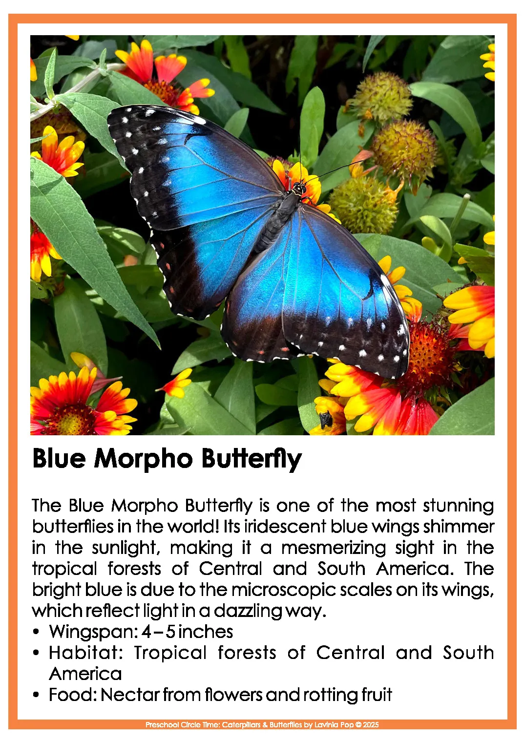 Caterpillars and Butterflies Preschool Circle Time Activities Blue Morpho Butterfly Nonfiction Poster Caterpillars and Butterflies Preschool Circle Time Activities blue morpho butterfly nonfiction poster with facts about wingspan tropical habitat and food