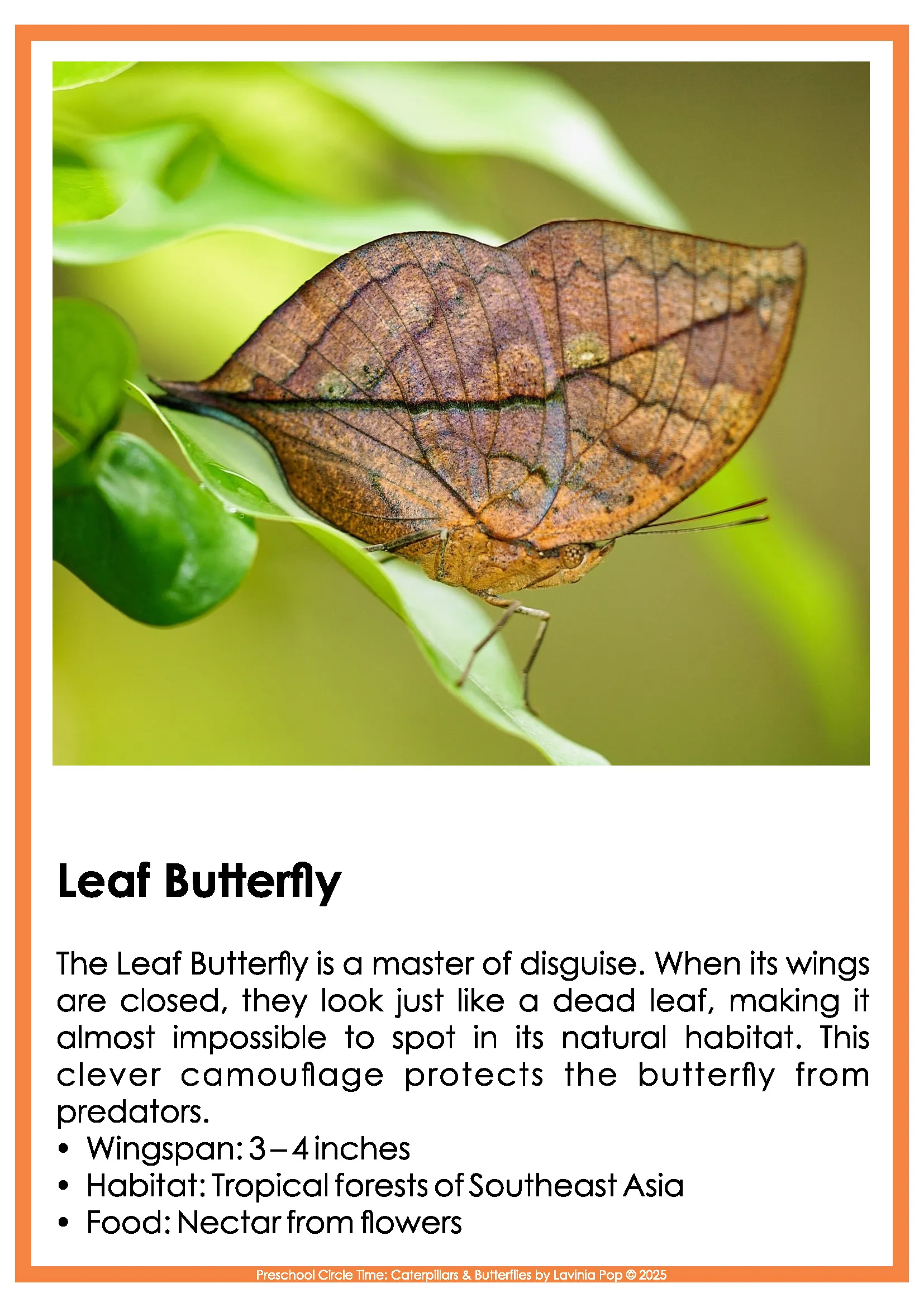 Caterpillars and Butterflies Preschool Circle Time Activities Leaf Butterfly Nonfiction Poster Caterpillars and Butterflies Preschool Circle Time Activities leaf butterfly camouflage poster explaining leaf shaped wings habitat and nectar feeding