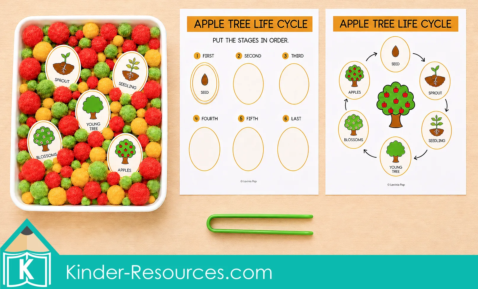 Apple Tree Life Cycle Sensory Bin Sequencing Activity