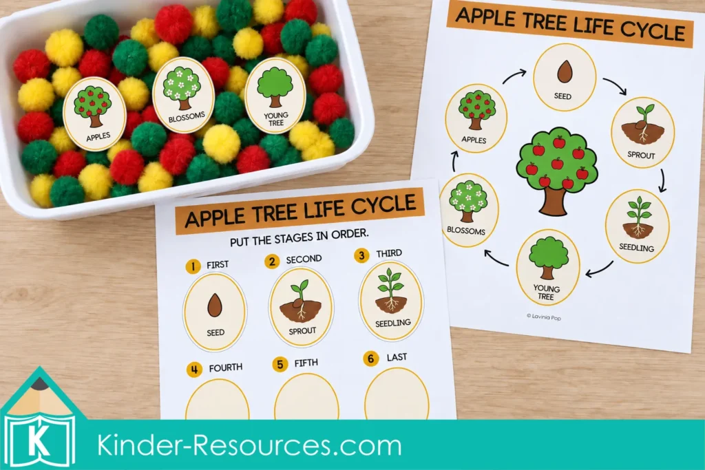 Apple tree life cycle poster and sequencing mat for apple sensory bins for preschool, with seed, sprout, and seedling cards in place.