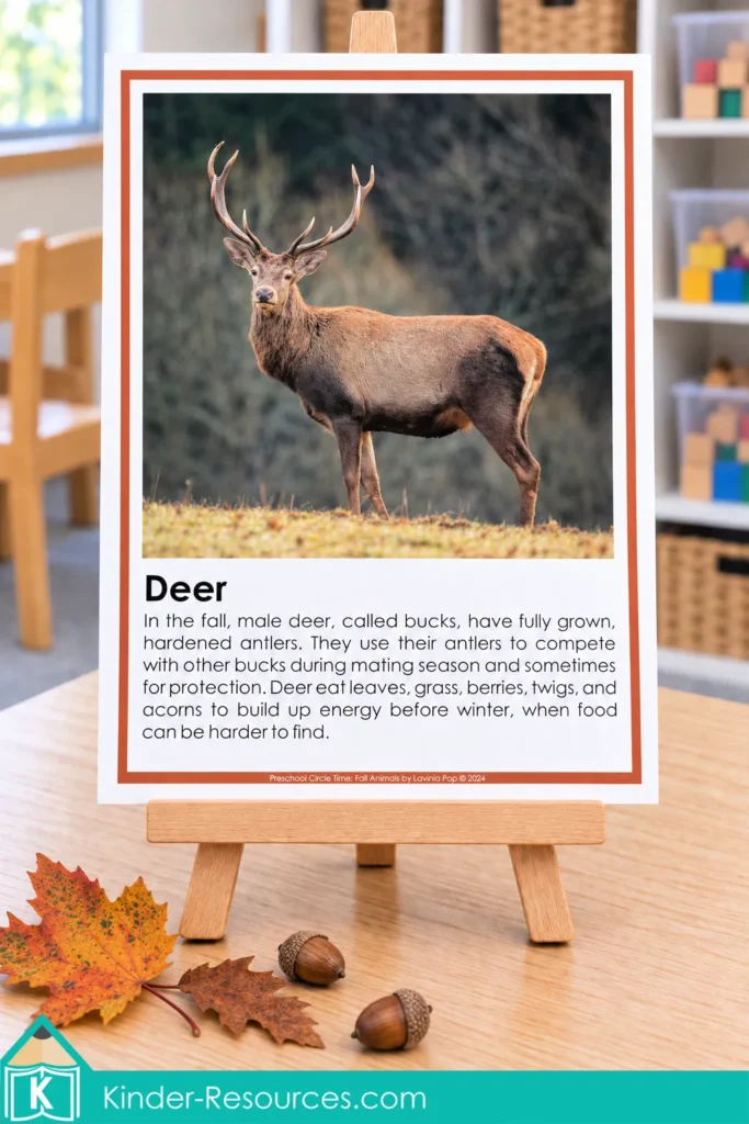 Preschool deer information poster with a photograph of a deer with antlers and simple text about antlers and fall foods.