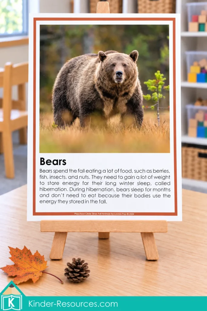 Preschool bear information poster on a wooden easel, featuring a brown bear photograph and simple facts about fall feeding and winter hibernation.