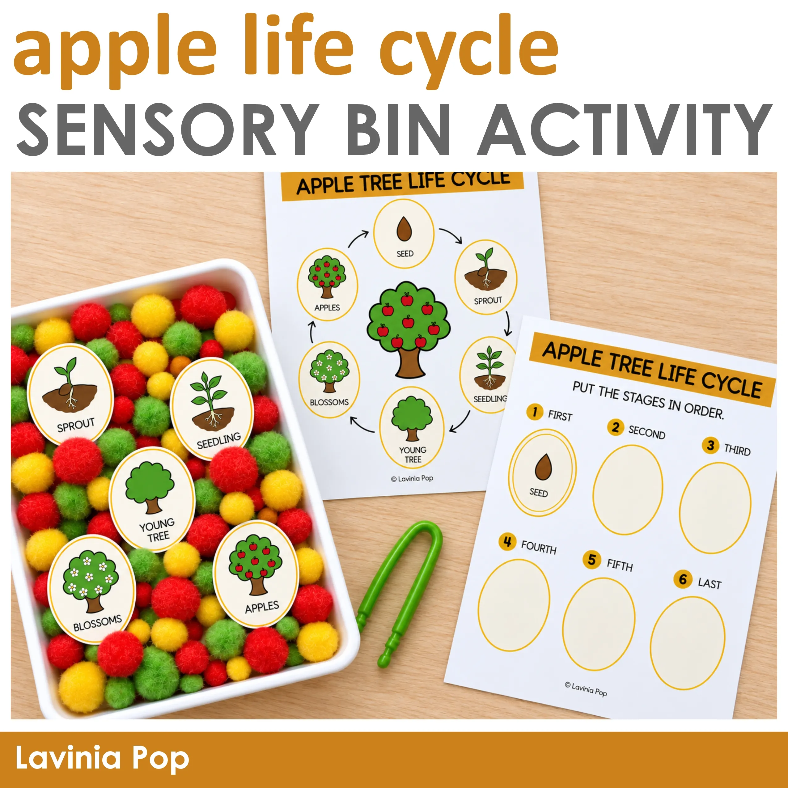 Apple life cycle sensory bin cover with picture cards in colorful pom poms, a life cycle poster, sequencing mat, and green tongs.