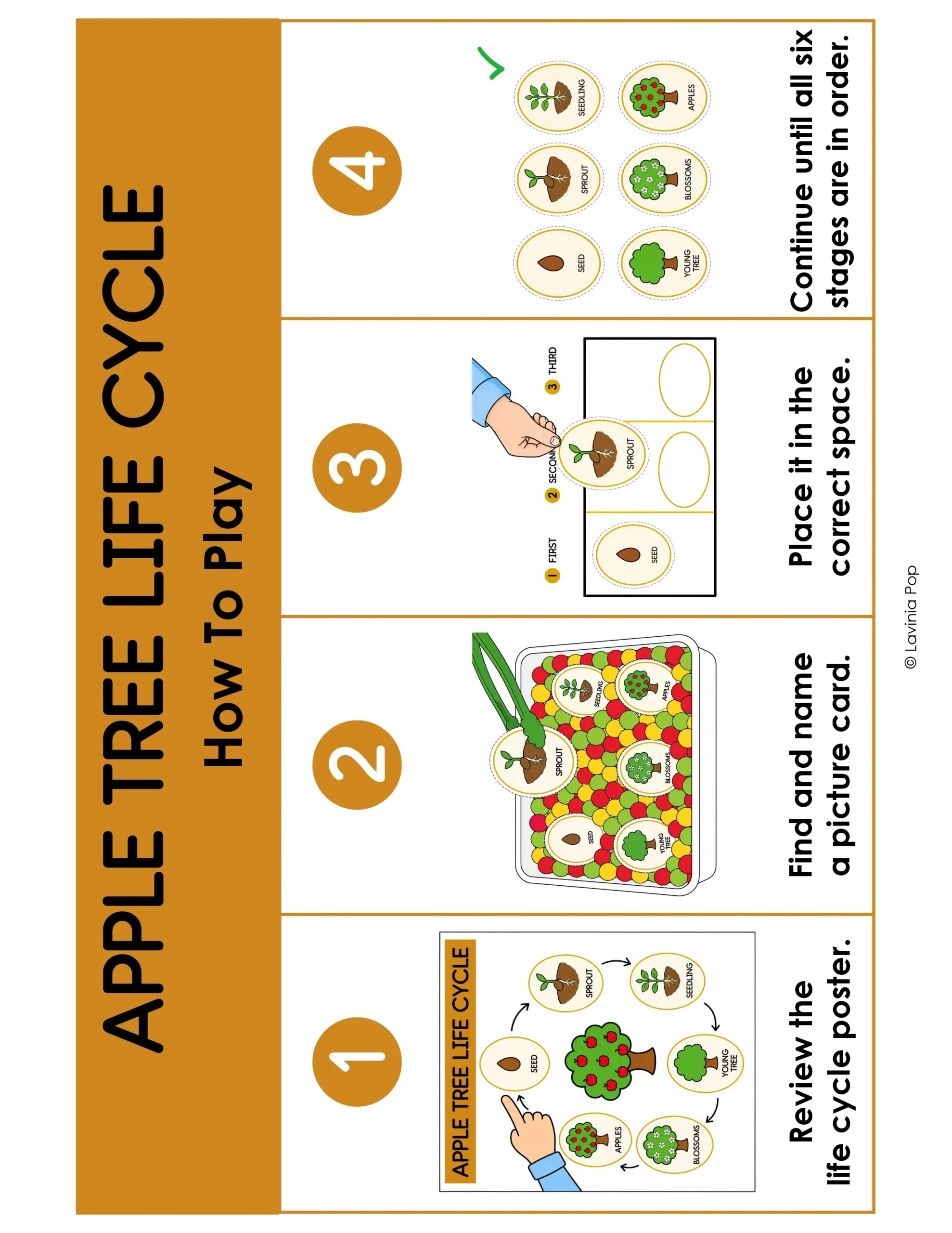 Apple life cycle sensory bin visual guide showing four steps: review the poster, find a card, place it on the mat, and complete the sequence.