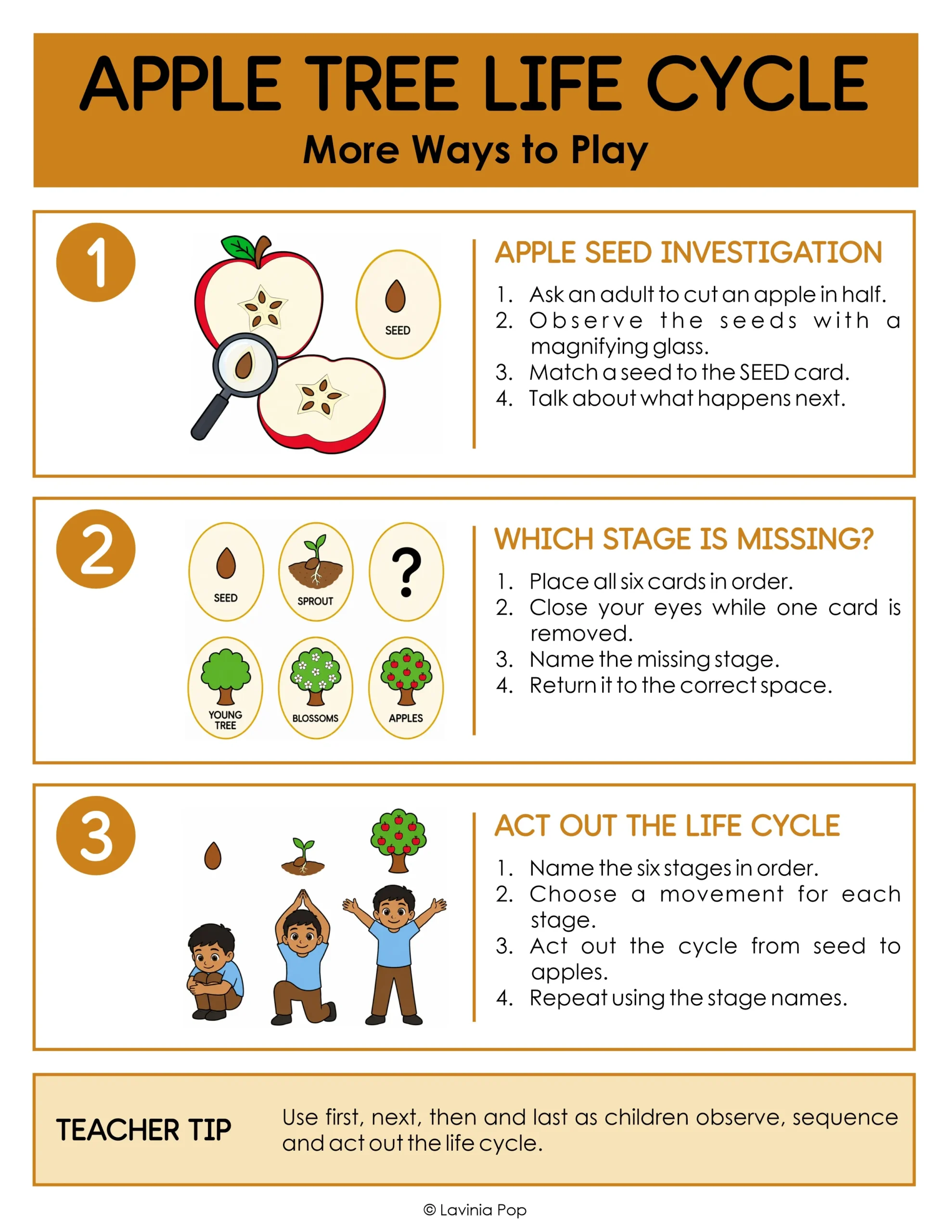 Apple life cycle sensory bin extension page with apple seed investigation, a missing stage game, and movements to act out the life cycle.