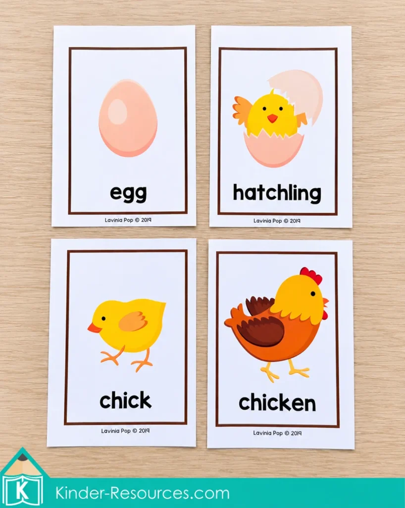 Four illustrated chicken life cycle cards labeled egg, hatchling, chick, and chicken, arranged in a two-by-two grid.