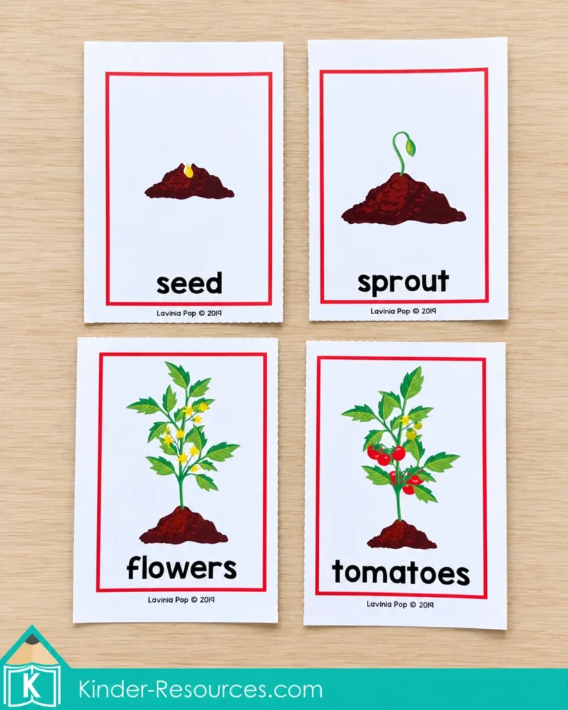 Four illustrated tomato plant life cycle cards labeled seed, sprout, flowers, and tomatoes, arranged in a two-by-two grid.