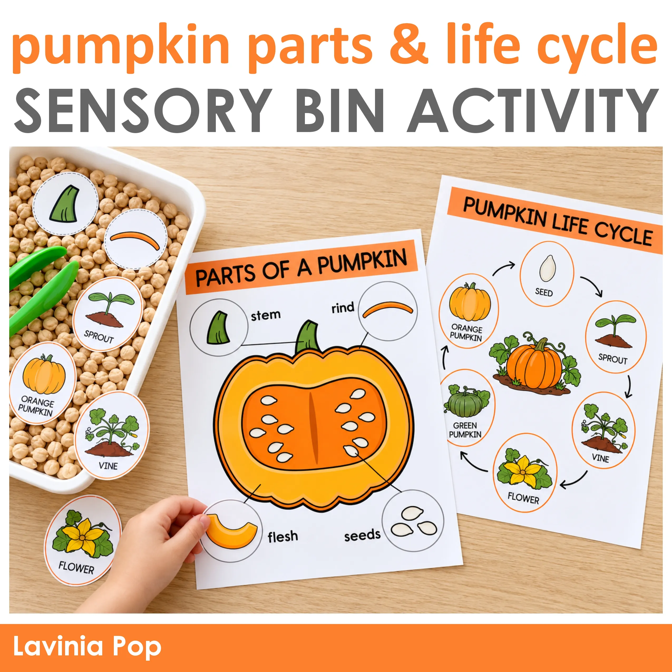 Pumpkin life cycle and parts matching mats with picture pieces, chickpeas, and tongs for preschool science.